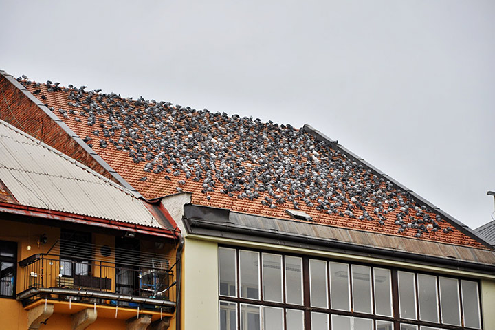 A2B Pest Control are able to install spikes to deter birds from roofs in Warminster. 