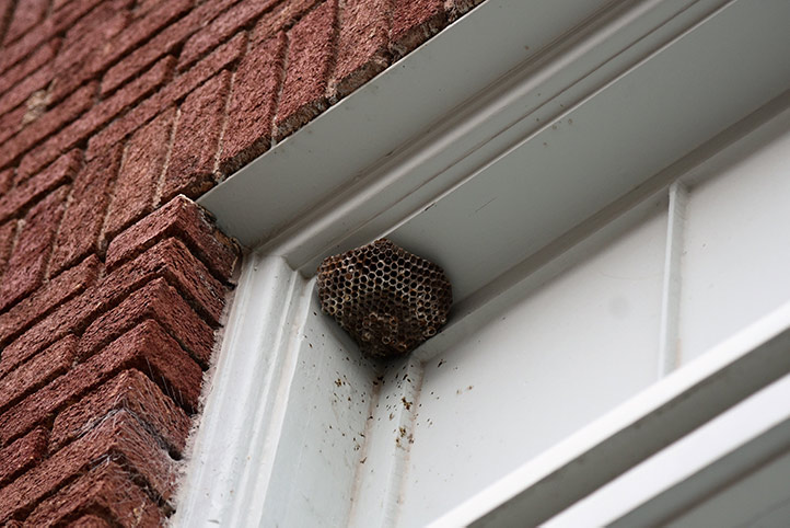 We provide a wasp nest removal service for domestic and commercial properties in Warminster.